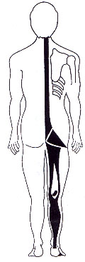 catena muscolare posteriore