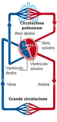 circolazione sanguinea