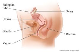 Organi pelvici