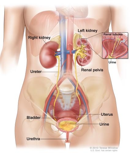 apparato urinario (vie urinarie) donna