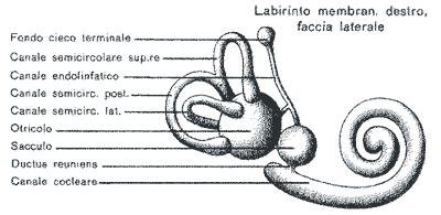 apparato vestibolare