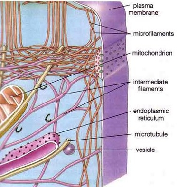 citoscheletro