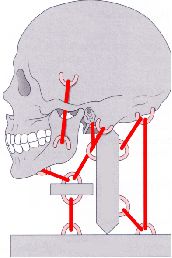 postura cranio-cervico-mandibolare