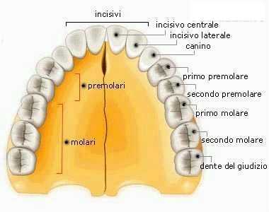 dentatura