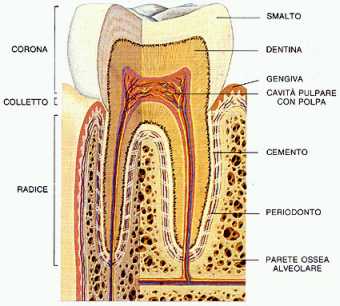 struttura del dente