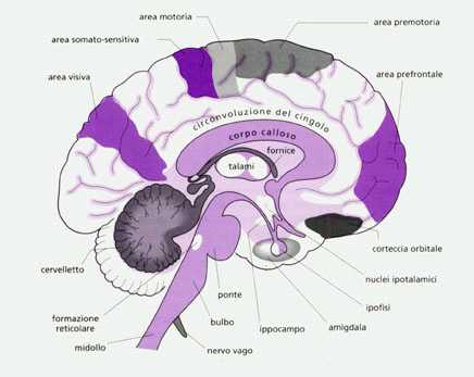 Parte Del Cervello Vista