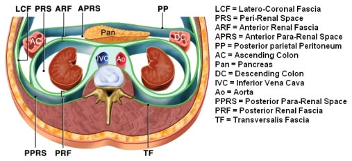 Fascia renale