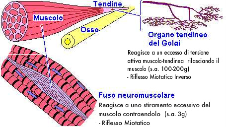 fusi neuromuscolari e organi tendinei del Golgi