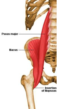muscolo ileo-psoas