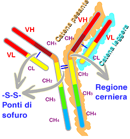 immunoglubuline (anticorpi)