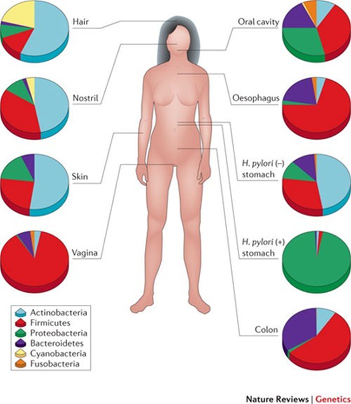 colonie microbiota
