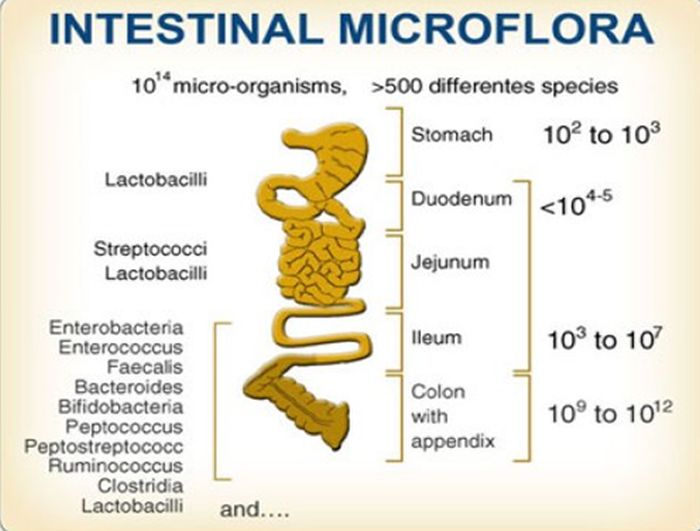 Microflora intestinale