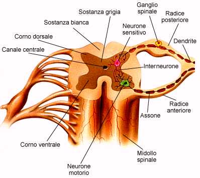 Sistema Nervoso Centrale E Periferico Nervi Spinali E Cranici Volontario O Somatico E Vegetativo O Autonomo Ortosimpatico Parasimpatico E Metasimpatico Dr Giovanni Chetta