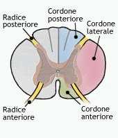 midollo spinale