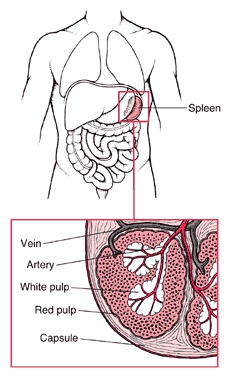 milza (spleen)