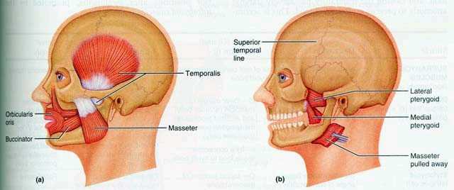 muscoli sllevatori mandibola