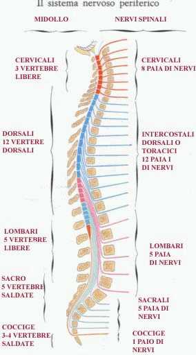 Sistema Nervoso Centrale E Periferico Nervi Spinali E Cranici Volontario O Somatico E Vegetativo O Autonomo Ortosimpatico Parasimpatico E Metasimpatico Dr Giovanni Chetta