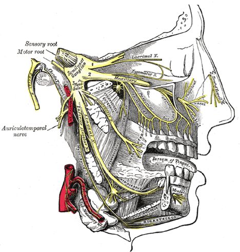 nervo trigemino