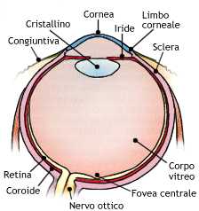 bulbo oculare