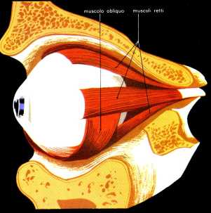 muscoli oculomotori