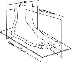 piani anatomici