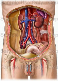 psoas-organi interni