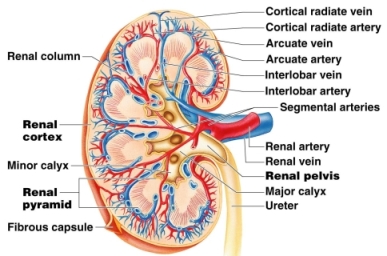 rene arterie e vene