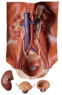 reni rapporti anatomici