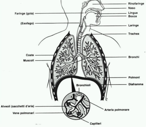 apparato respiratorio