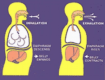 biomeccanica della respirazione