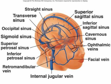 seni venosi cerebrali