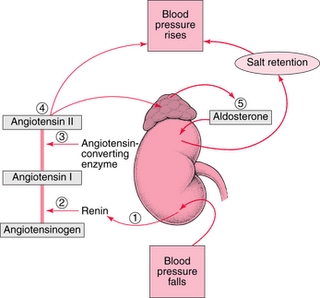 sistema renina-angiotensina-aldosterone