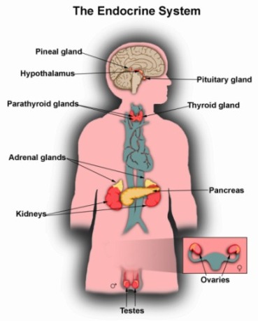 sistema o apparato endocrino