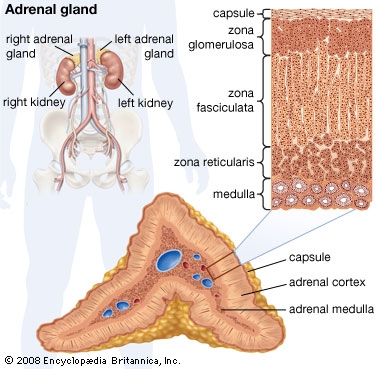 ghiandole surrenali