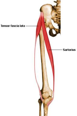 muscolo tensore della fascia lata