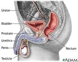 uretra (vie urinarie)
