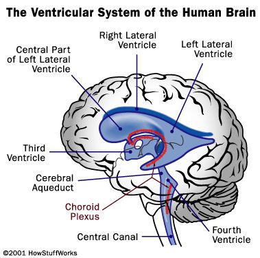 ventricoli cerebrali