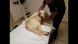 video PET Massage & Bodywork TIB