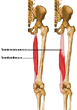 muscoli semitendinoso e semimembranoso